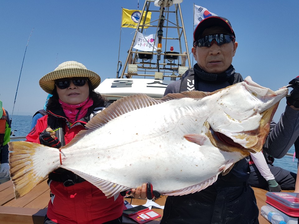 5월26일진두낚시올스타호 대광어다운샷(113cm 광어잡았어요)