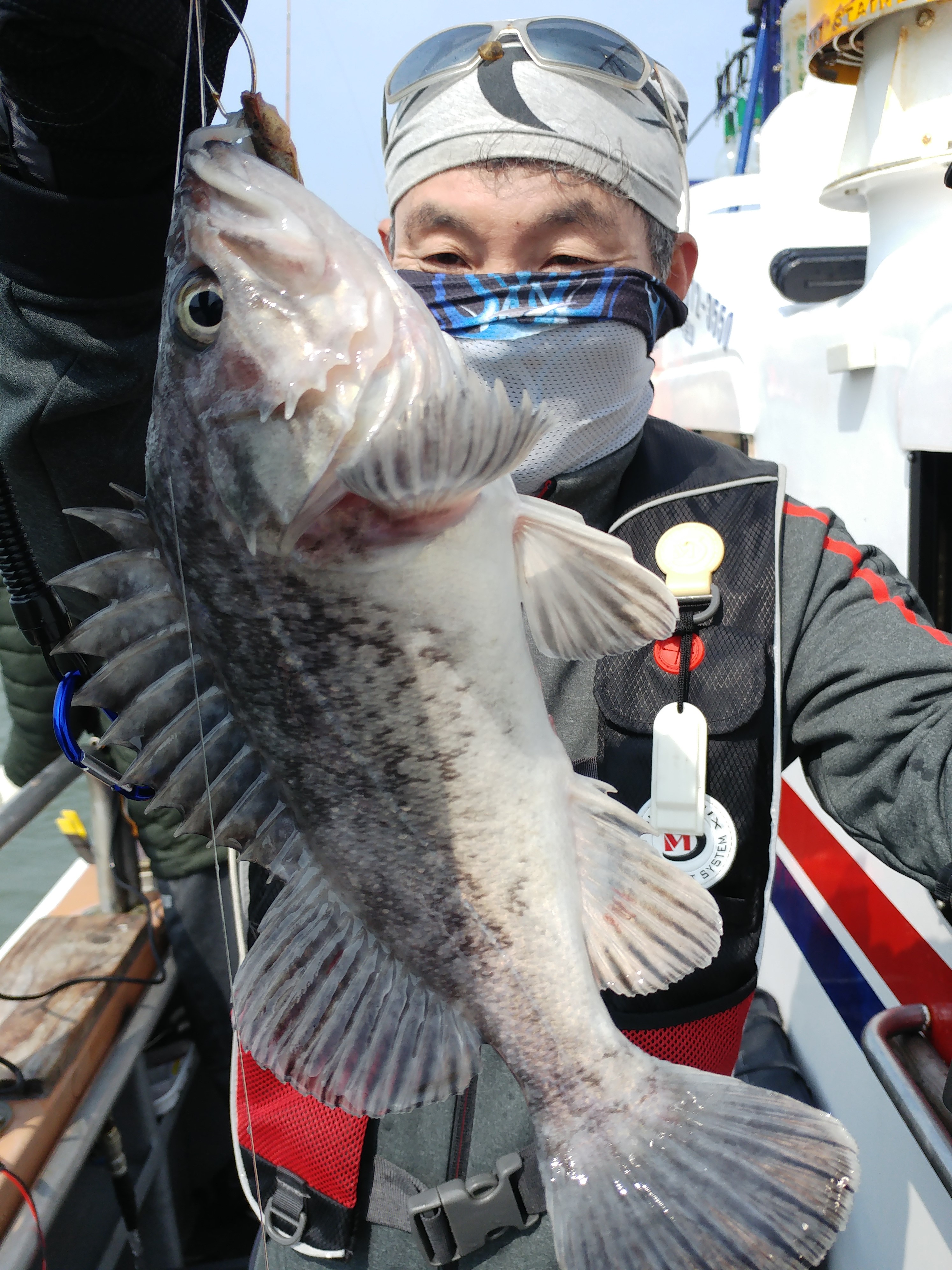 5월5일 진두낚시 아라호 먼~바다 우럭 낚시 조황