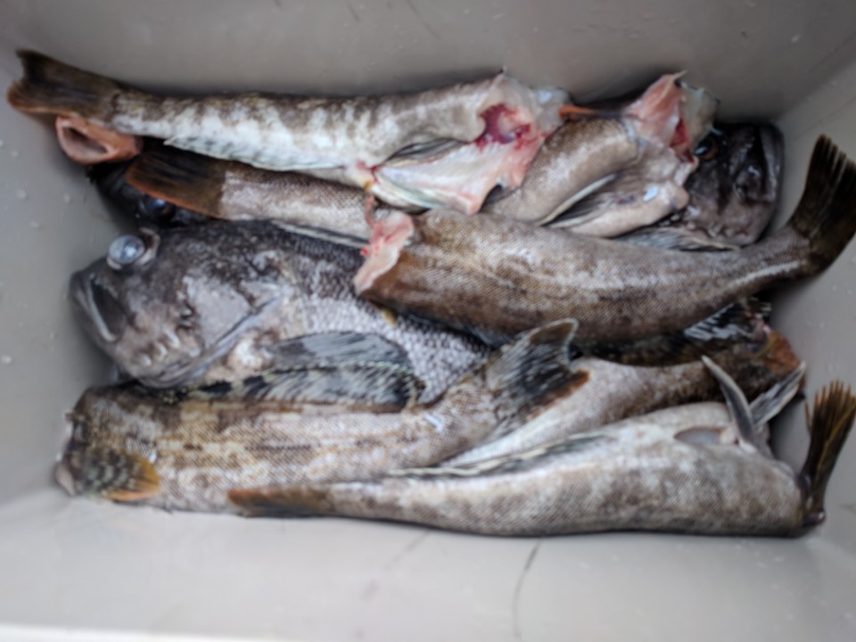 5월11일 진두낚시 아라호 먼바다우럭출조