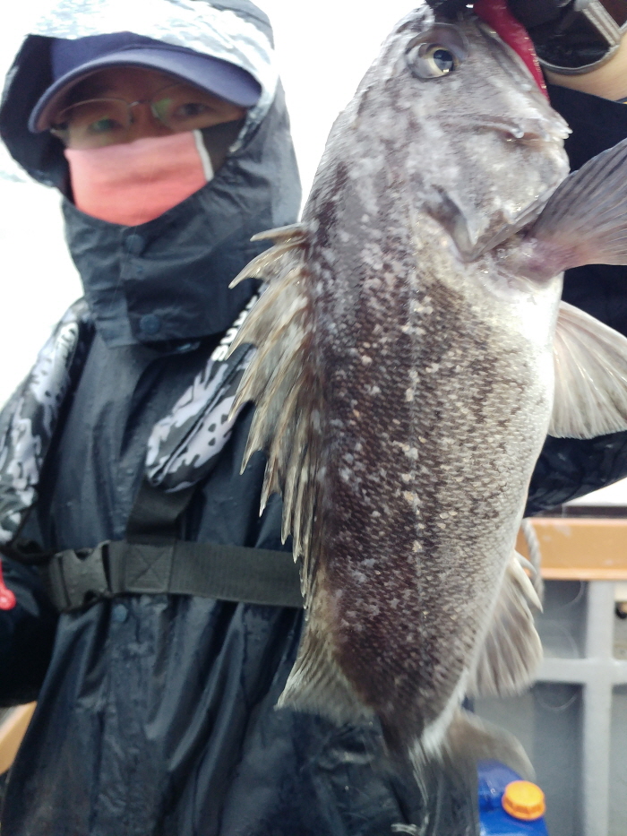 5월12일 진두낚시 아라호 먼바다우럭출조