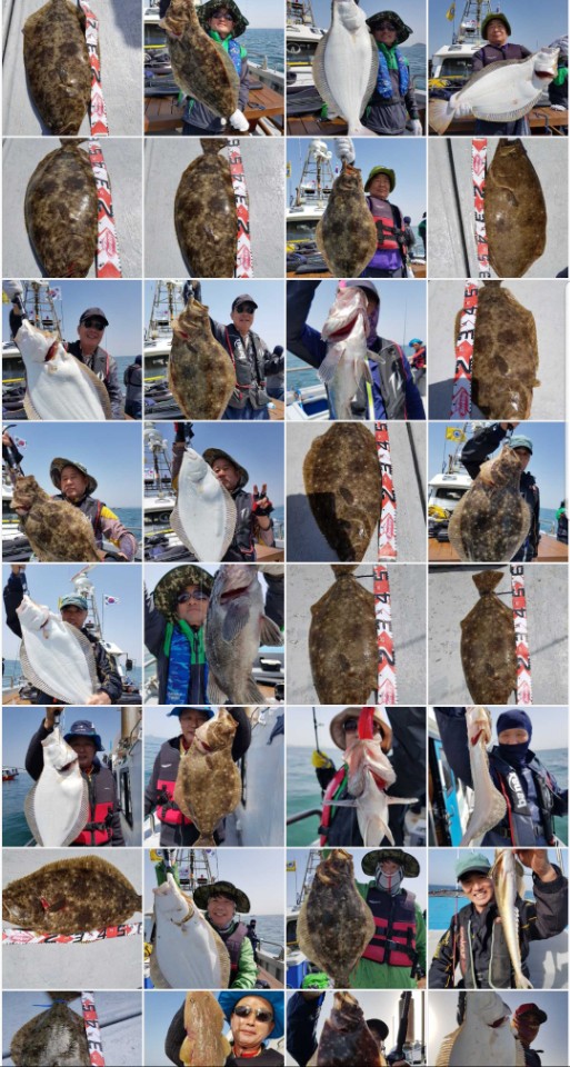 5월24일 진두낚시 올스타호 대광어다운샷