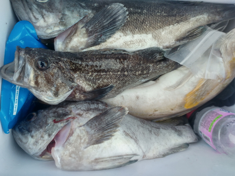 5월12일 진두낚시 아라호 먼바다우럭출조