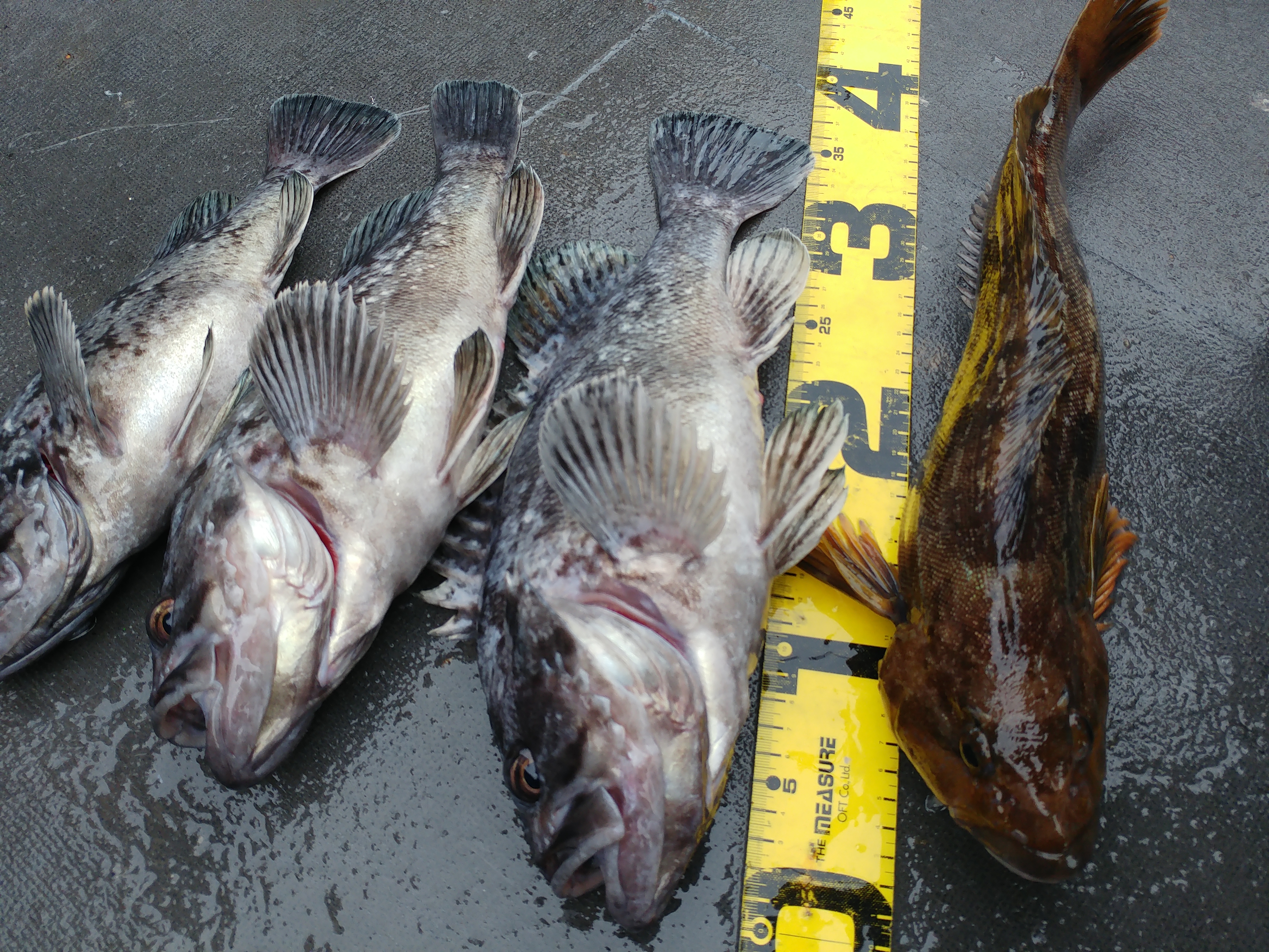 5월13일 진두낚시 아라호 먼바다 우럭낚시