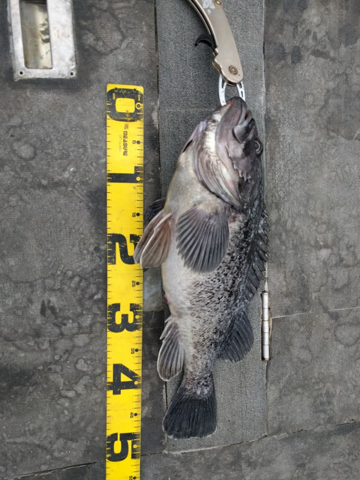 6월6일 진두낚시 아라호 먼바다우럭낚시