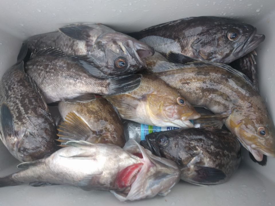 6월9일 아라호 먼바다 우럭출조