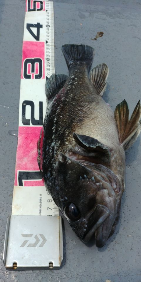 6월25일 아라2호 근해우럭