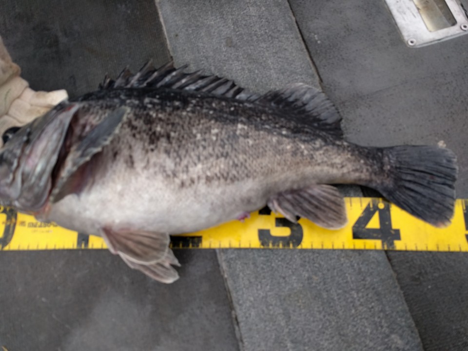 6월6일 진두낚시 아라호 먼바다우럭낚시