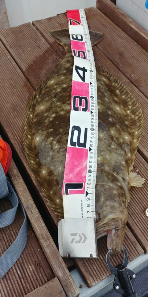 6월13일 아라2호 대광어다운샷출조