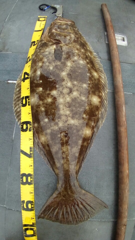 6월14일 아라호 대광어 다운샷