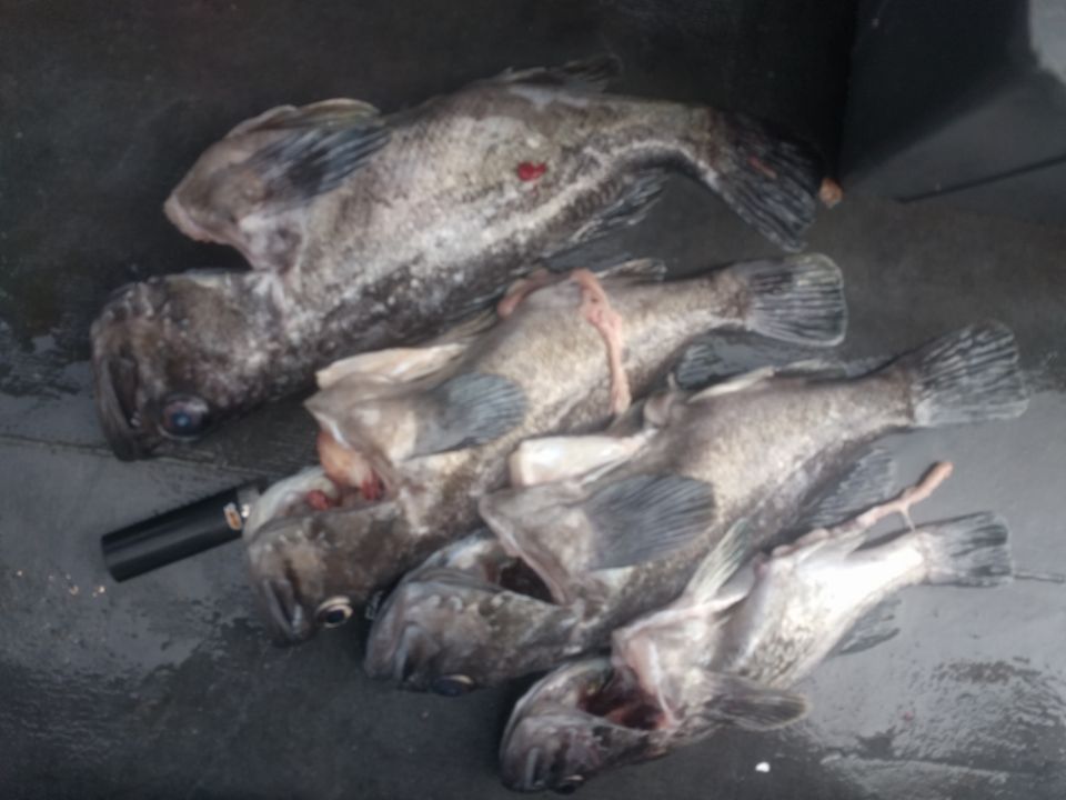 6월24일 아라호 먼바다 우럭출조