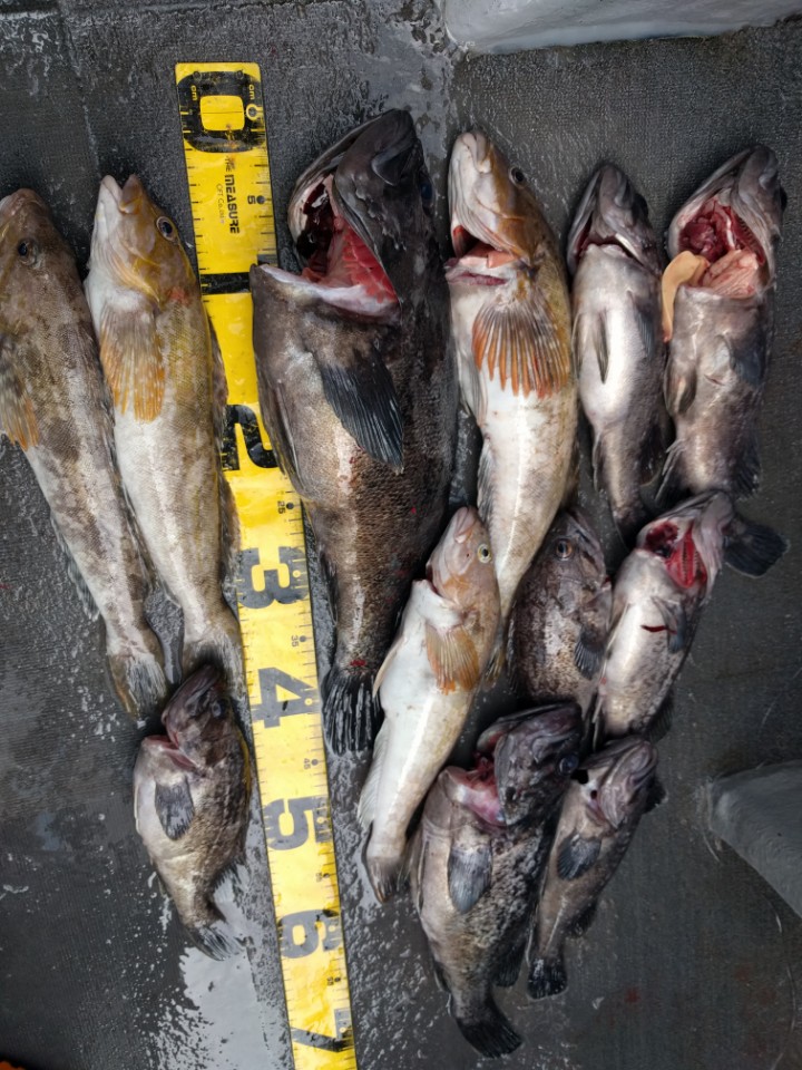 6월6일 진두낚시 아라호 먼바다우럭낚시