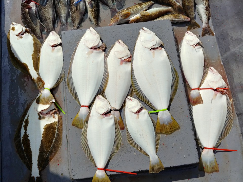 7월8일 아라2호 먼바다외수질&다운샷