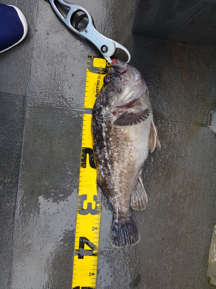 진두낚시 아라호 먼바다 우럭 낚시