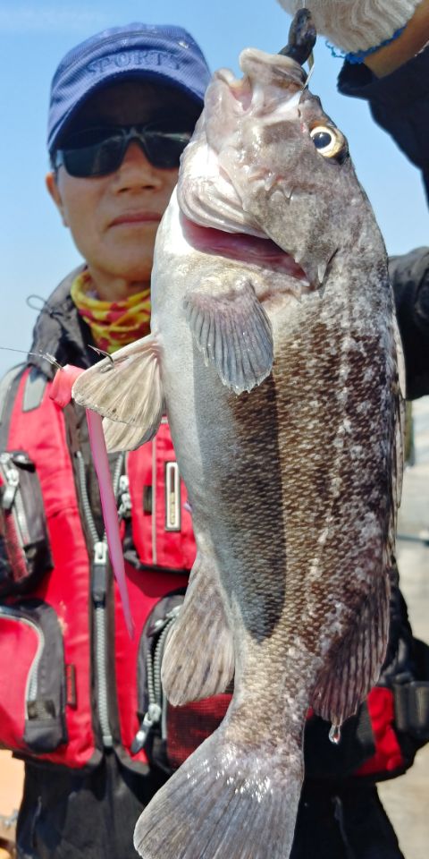 8월1일 아라호 근해우럭