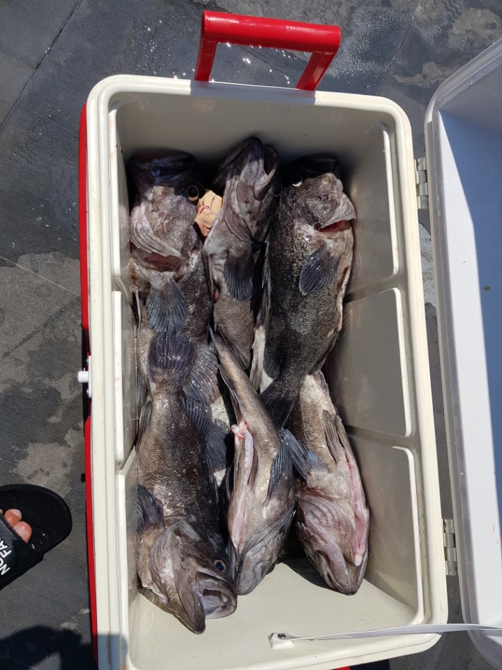 8월7일 아라호 먼바다우럭출조