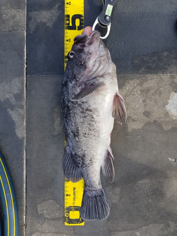 8월19일 아라호 먼바다우럭출조