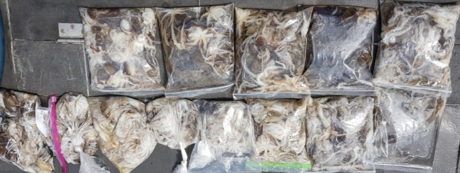 9월2일 아라호 주간쭈꾸미