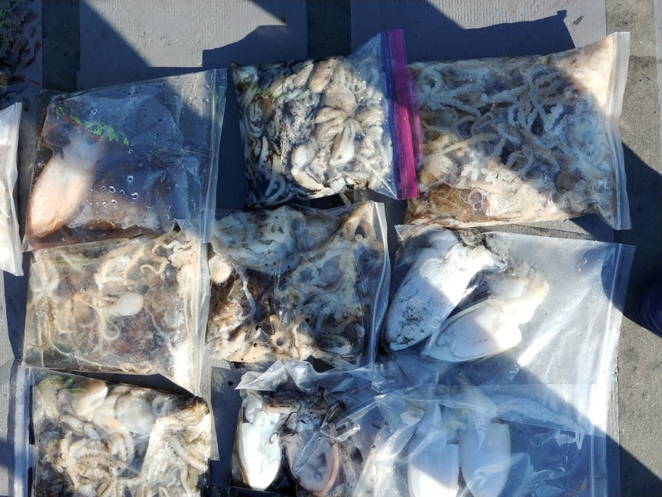 9월29일 아라2호 쭈,갑출조