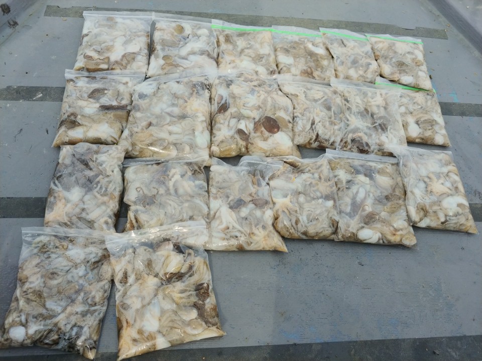 9월2일 아라2호 쭈꾸미출조