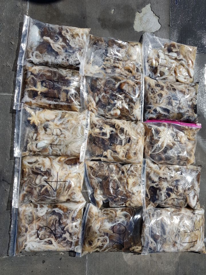 9월29일 아라호 주간쭈꾸미(04시~12시)