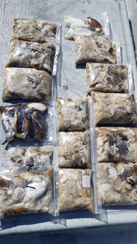 9월26일 올스타호 쭈,갑출조