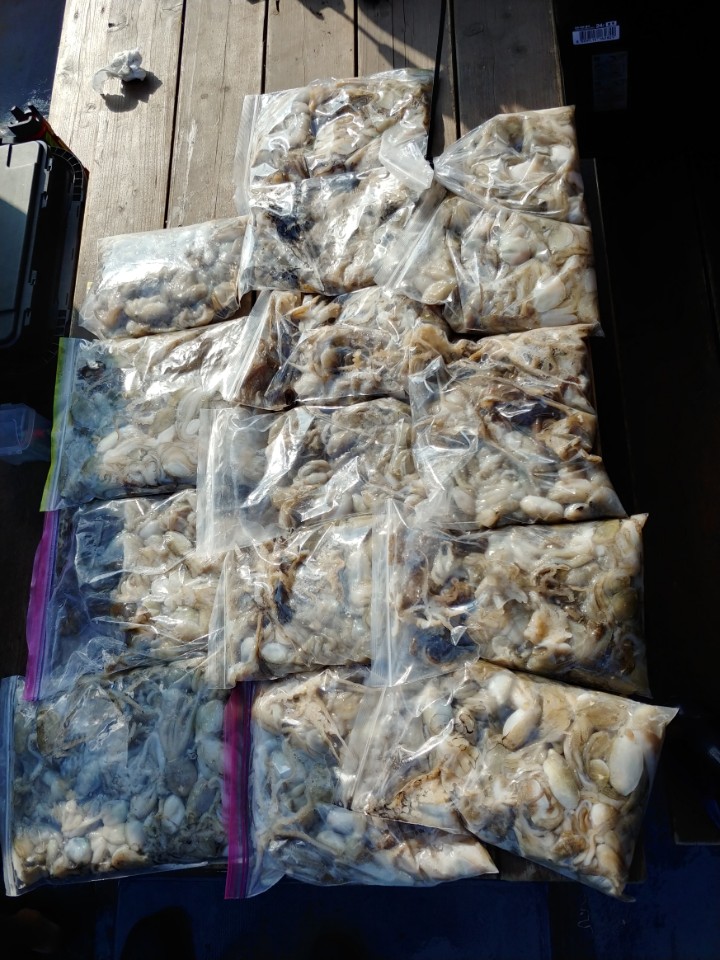 9월1일 아라2호 쭈꾸미출조