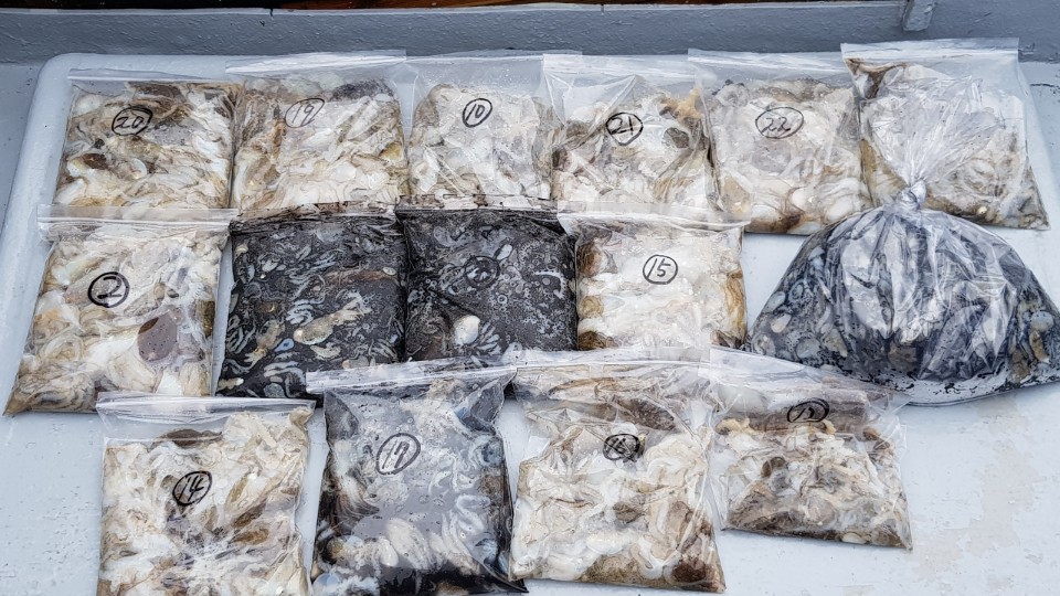 9월16일 올스타호 쭈,갑출조