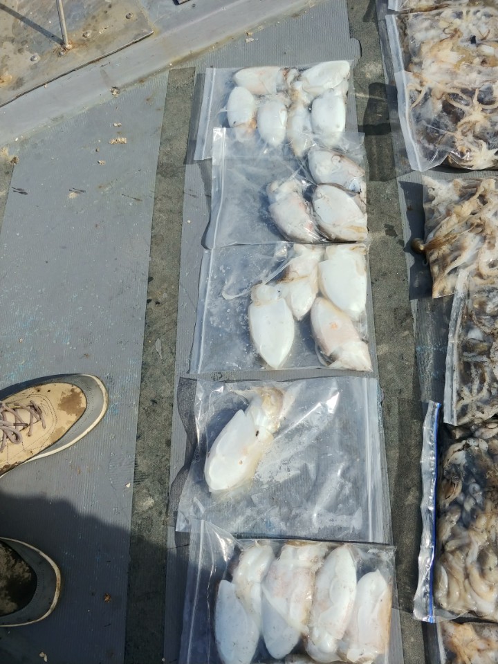 9월18일 아라2호 쭈,갑출조