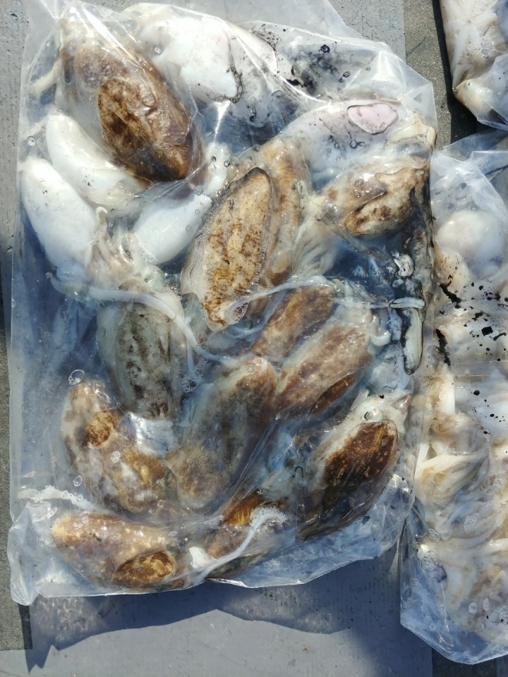 9월25일 아라2호 쭈.갑출조