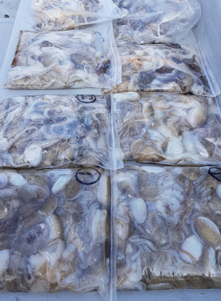 9월1일 올스타호 쭈꾸미출조