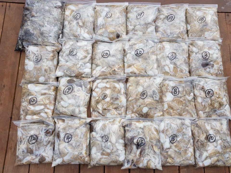 9월6일 올스타호 쭈꾸미출조