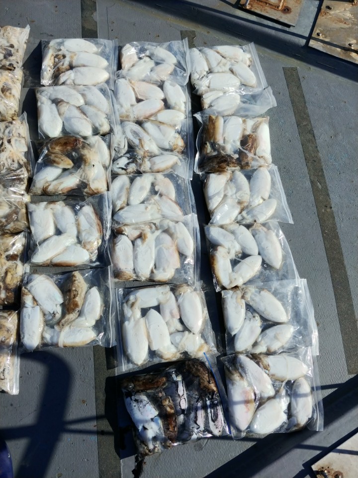 9월22일 아라2호 쭈,갑출조