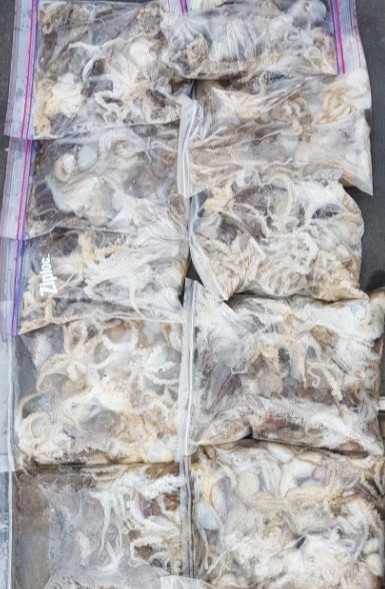 9월3일 아라호 주간쭈꾸미