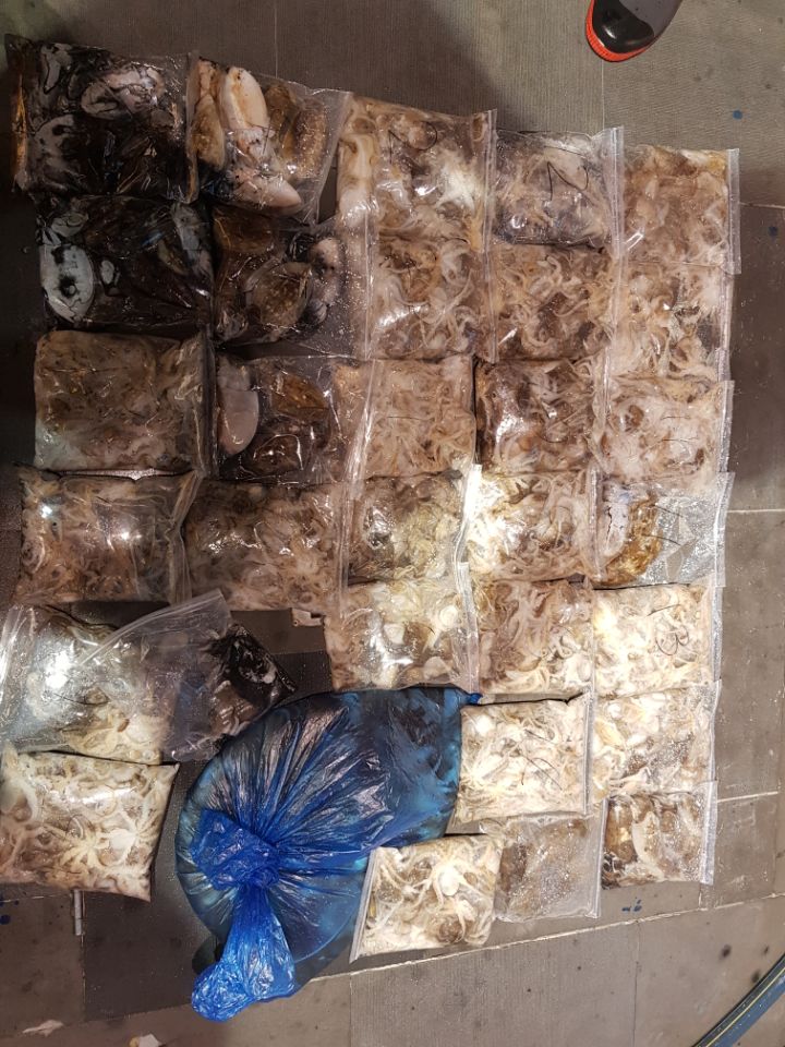 9월19일 아라호 야간쭈꾸미출조