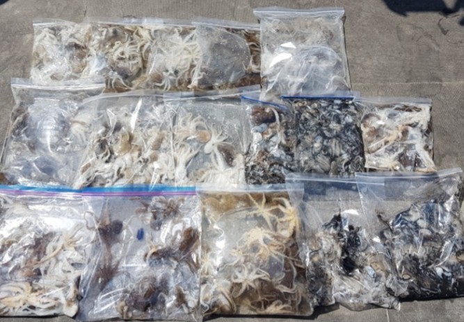 9월1일 아라호 주간쭈꾸미