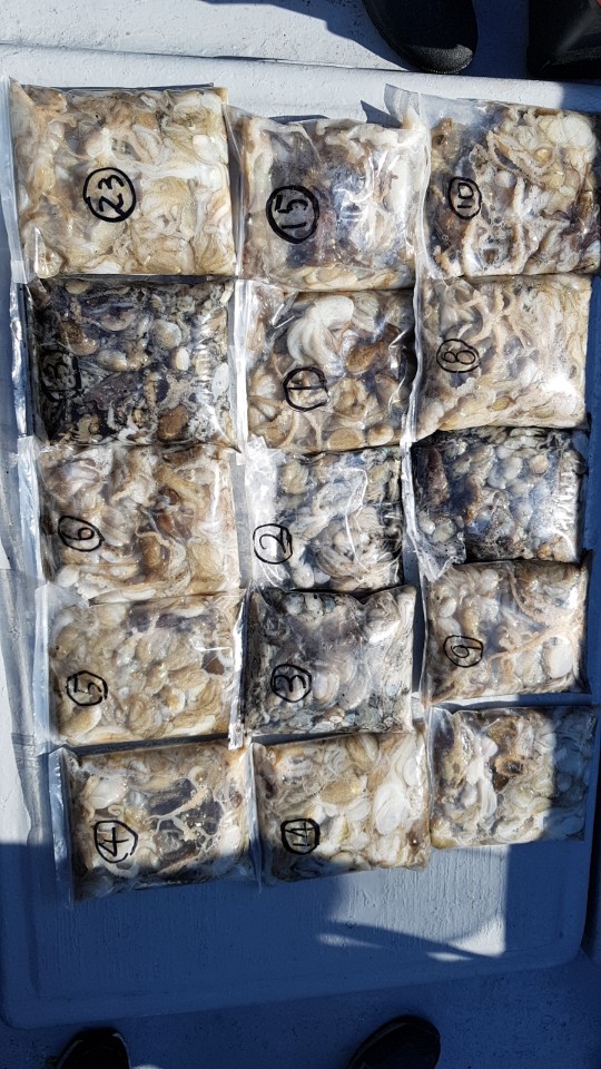 9월17일 올스타호 쭈,갑출조