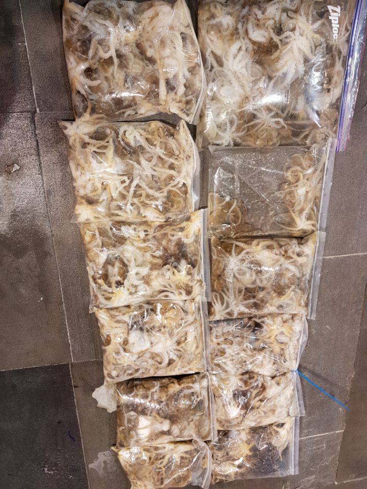 9월5일 아라호 야간쭈꾸미출조