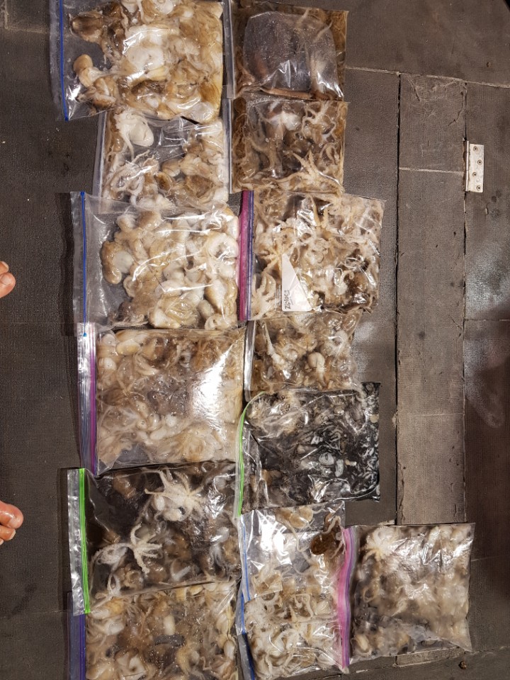 9월2일 아라호 야간쭈꾸미