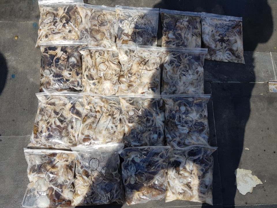 9월26일 아라호 주간쭈꾸미(04시~12시)