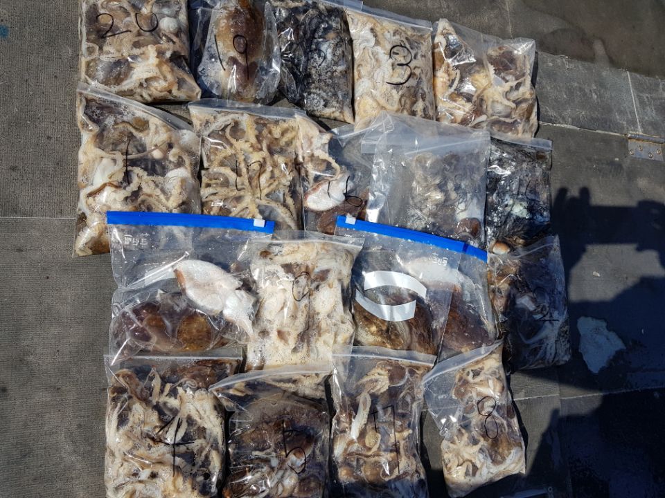 9월30일 아라호 주간쭈꾸미(04시~12시)