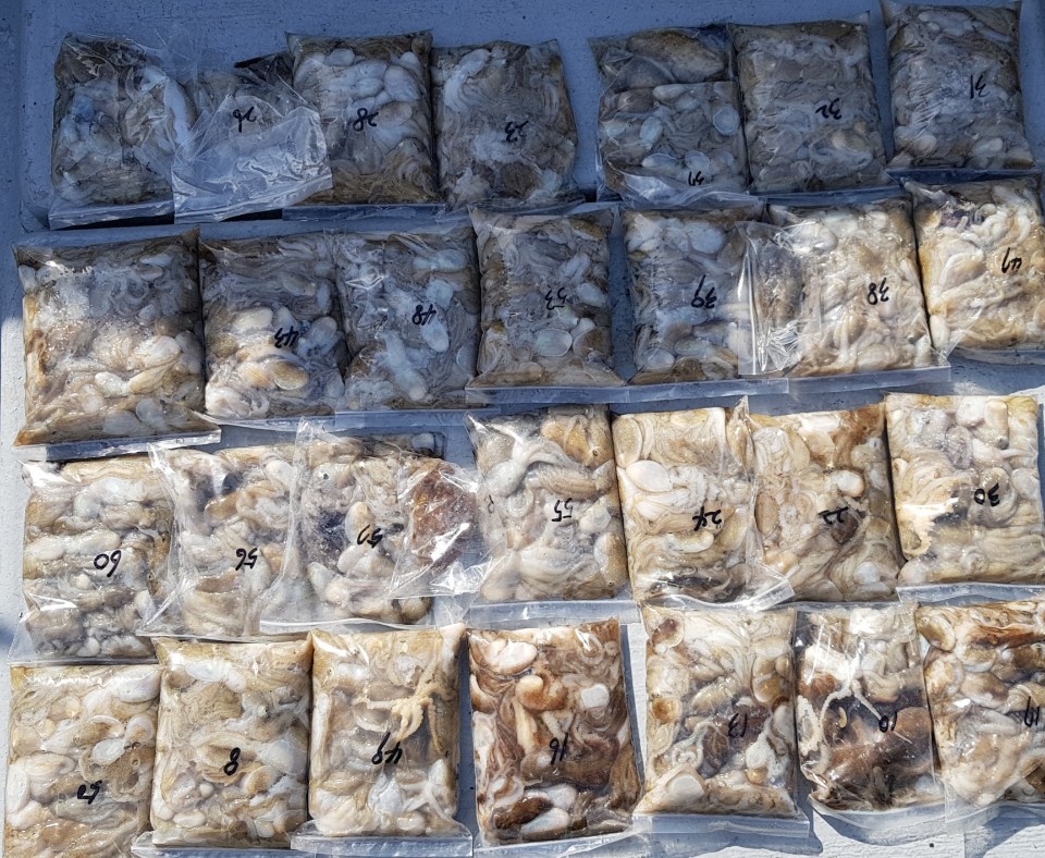 9월25일 올스타호 쭈,갑출조