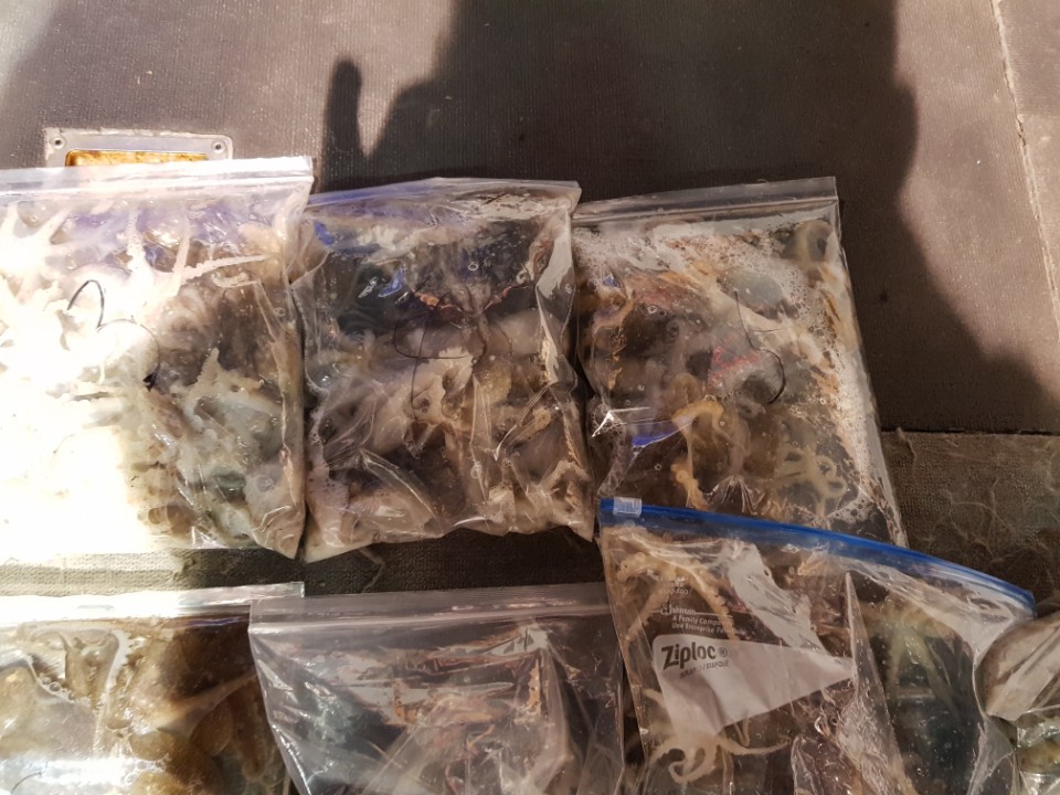 9월1일 아라호 야간쭈꾸미