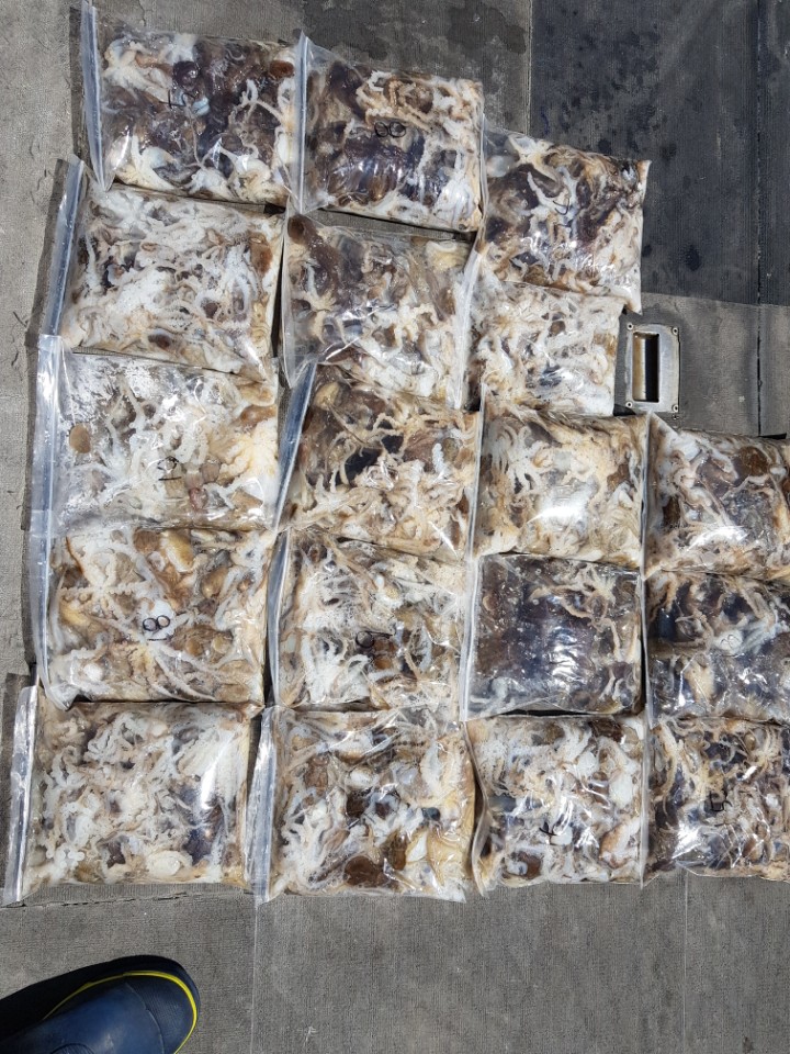 9월8일 아라호 주간쭈꾸미출조