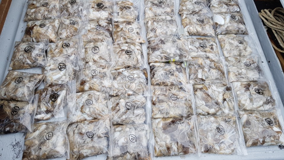 9월19일 올스타호 쭈,갑출조