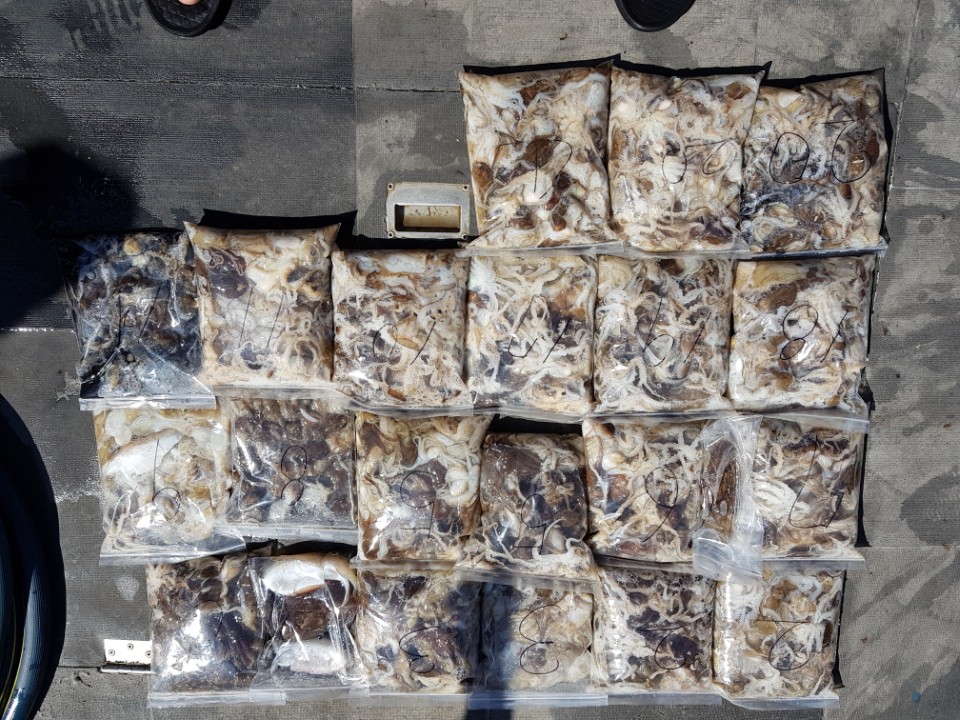 9월22일 아라호 주간쭈꾸미(04시~12시)