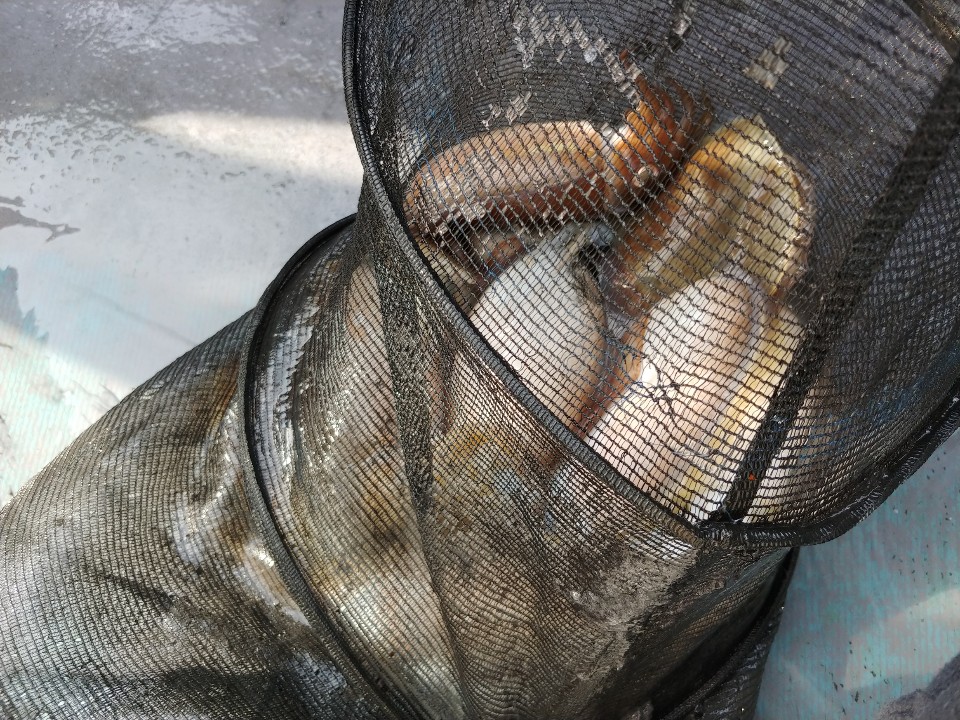 10월25일 아라2호 오전갑오징어출조