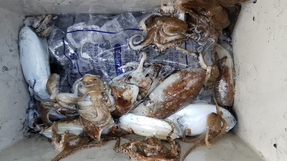 10월31일 올스타호 쭈,갑출조