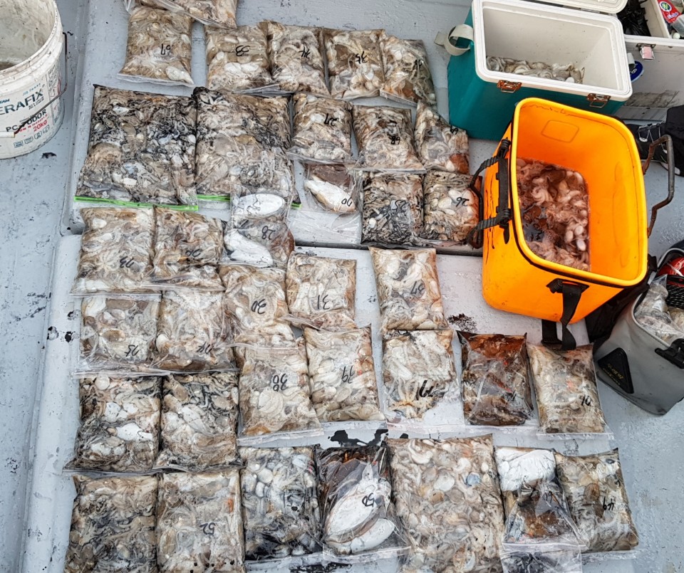 10월2일(13명출조) 올스타호 쭈,갑출조