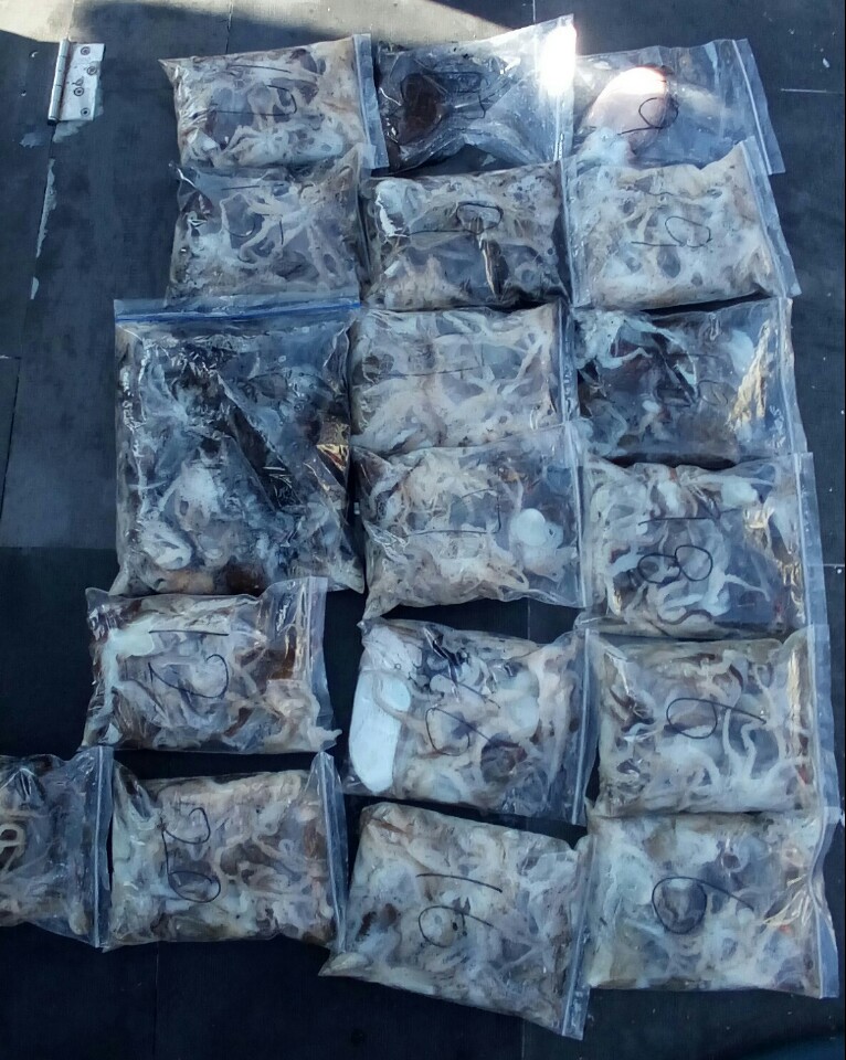 10월7일 아라호 쭈.갑출조