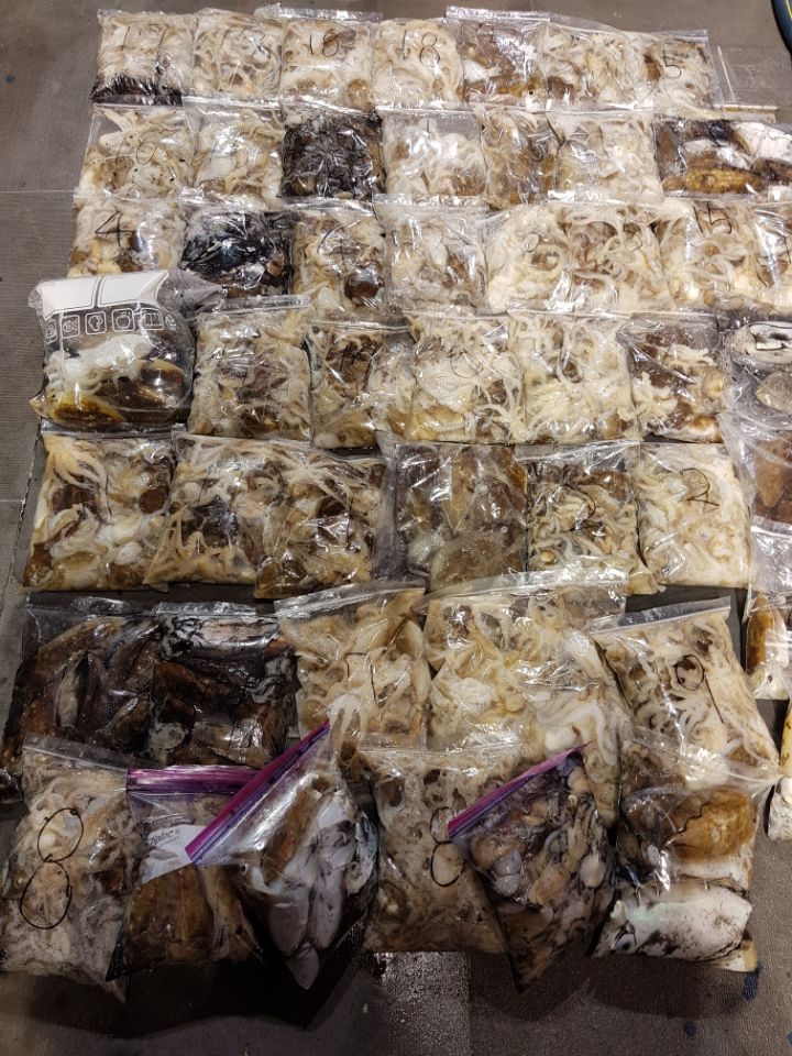 10월4일 아라호 야간쭈꾸미(14시~21시)